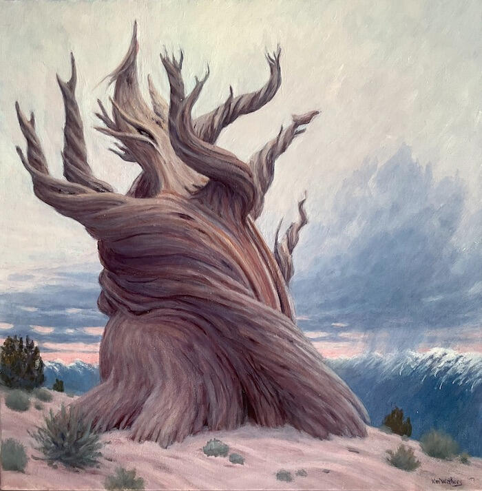 methuselah - bristlecone pine - white mountains old bristlecone pine tree - white mountains california art
